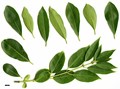 SpeciesSub: f. salicifolius